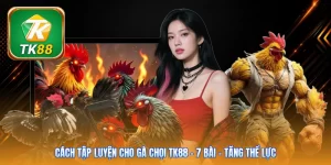 Cách Tập Luyện Cho Gà Chọi Tk88 | 7 Bài - Tăng Thể Lực